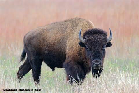 bison.jpeg