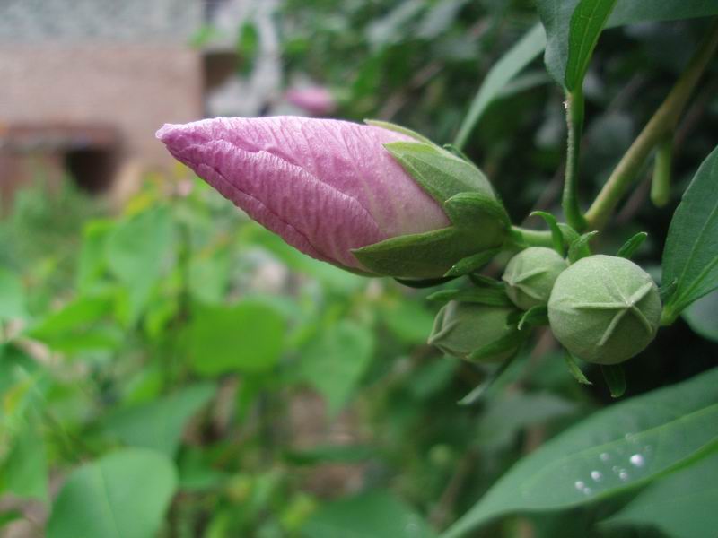 ������С P6270865.JPG