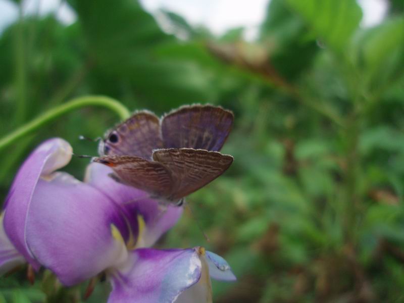 ������С P6280877.JPG