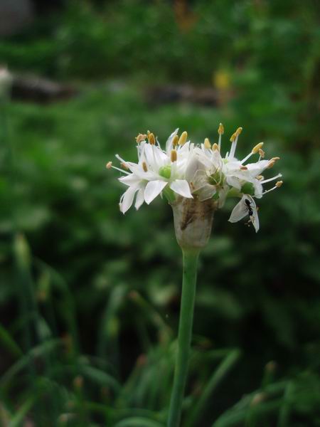 ������С �²˻�.jpg