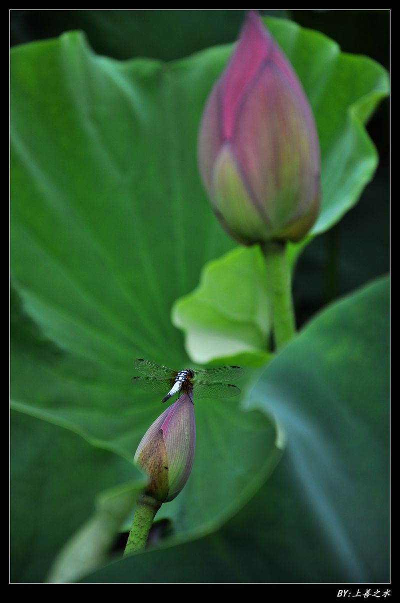 DSC_0059.jpg