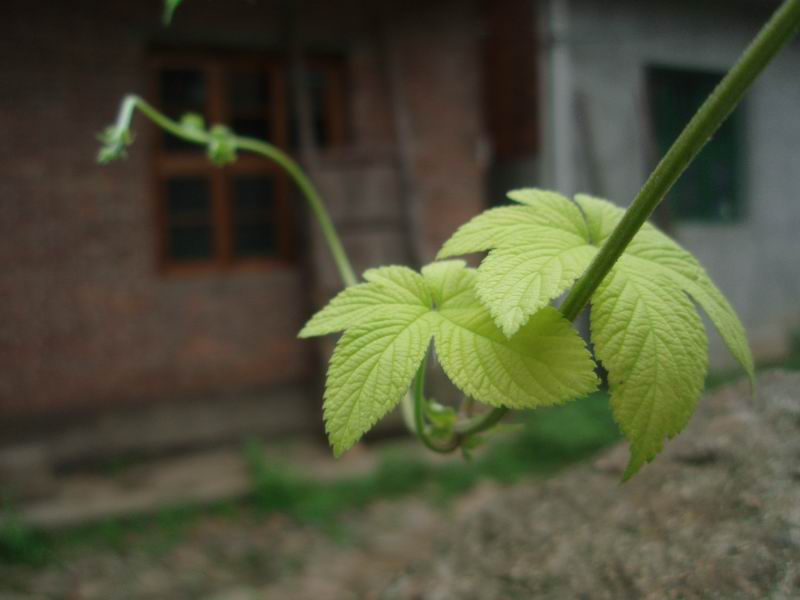 ������� ���ߣ�mintongwzh